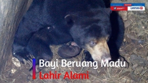 Beruang Madu