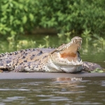 Buaya