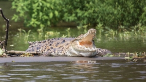 Buaya