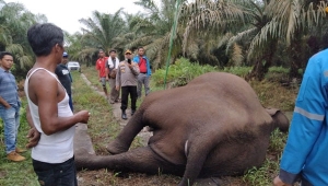 Gajah Sumatera