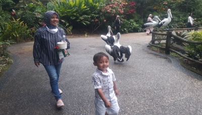 Suasana Taman Wisata dan Taman Satwa Lembah Hijau Lampung yang sejuk dan asri membuat pengunjung bisa bersantai melihat berbagai satwa. Salah satunya seperti melihat burung pelikan ini. Seru bukan?