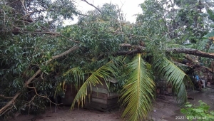 Angin Kencang Landa Lampung Timur