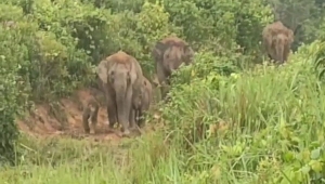 Kawanan gajah di Lampung Lampung