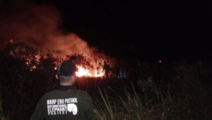 Kebakaran Hutan Taman Nasional Way Kambas