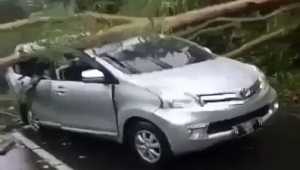 Mobil Tertimpa Pohon Tumbang