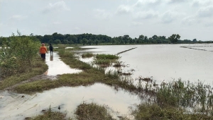 Sawah di Lampung Timur Terendam Banjir