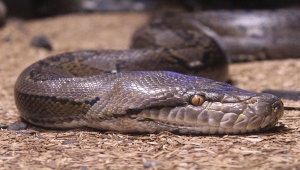 Ular