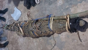 Buaya Ditangkap Warga di Tanggamus