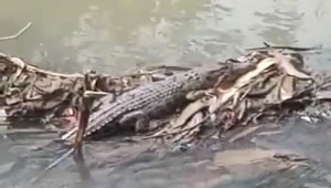 Buaya