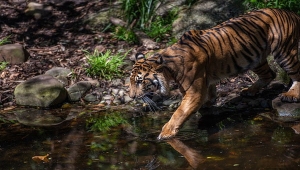 Harimau Sumatera