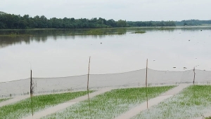 Sawah di Lampung Timur Terendam Banjir