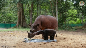 Badak Sumatera Rosa Melahirkan Bayi Betina di Taman Nasional Way Kambas