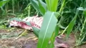 Bangkai Sapi Ditemukan di Lampung Timur
