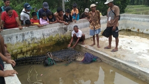 Buaya Besar Ditangkap di Lampung Timur