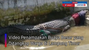 Video Penampakan Buaya Besar di Lampung Timur
