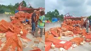 Truk muatan ayam kecelakaan di Tol Lampung