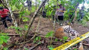 Harimau Sumatera Mati