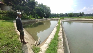 Maling curi indukan ikan gurame di Balai Benih Ikan Way Curup Lampung Timur