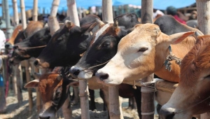 Sapi
