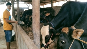 Blantik Sapi di Lampung Timur