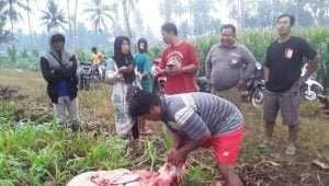 Pencurian Sapi di Lampung Timur