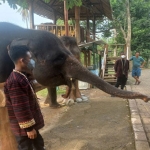 Serunya pengunjung saat memberikan makan gajah di Taman Wisata dan Taman Satwa Lembah Hijau Lampung