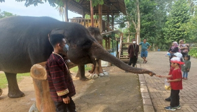 Serunya pengunjung saat memberikan makan gajah di Taman Wisata dan Taman Satwa Lembah Hijau Lampung