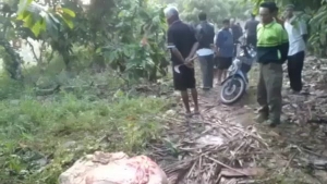 Sapi hilang dicuri tinggal jeroan