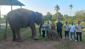 Bayi gajah lahir di Lembah Hijau Lampung