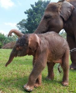 Anak gajah Sumatera di Lembah Hijau Lampung