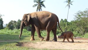 Anak Gajah Sumatera di Lembah Hijau Lampung