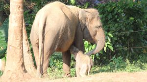 Anak gajah Sumatera lahir di Lembah Hijau Lampung