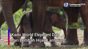 Bayi Gajah Sumatera Lahir di Lembah Hijau Lampung