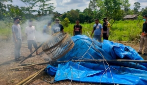 Judi Sabung Ayam di Pringsewu