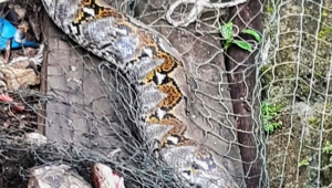 Penemuan Ular Piton di Lampung Timur