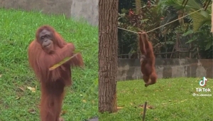 Viral video aksi kocak orangutan di Taman Satwa Lembah Hijau Lampung