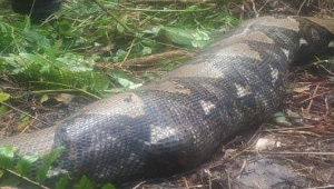 Ular Piton