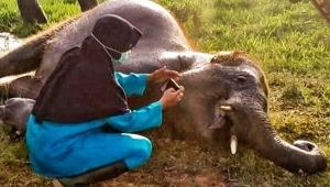 Anak gajah mati di Taman Nasional Way Kambas