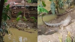 Buaya intai ternak sapi di Tanggamus Lampung