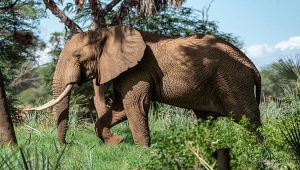 Gajah