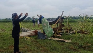 Gajah Liar Mengamuk di Lampung Timur, Serang Warga saat Tidur hingga Patah Tulang