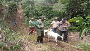 Harimau Sumatera mangsa ternak di Lampung Barat