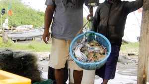 Harga rajungan anjlok