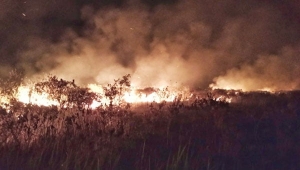 Kebakaran Hutan Taman Nasional Way Kambas