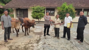 Sapi hilang di Pringsewu ditemukan