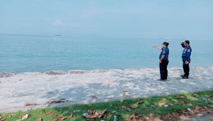 Buaya berkeliaran di Pantai Lampung Selatan