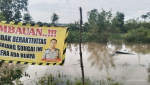 Buaya di Lampung Timur