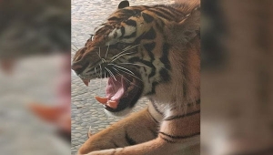 Harimau Sumatera Kyai Batua