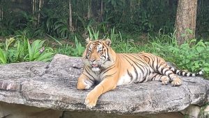 Harimau Sumatera Kyai Batua di Lembah Hijau Lampung