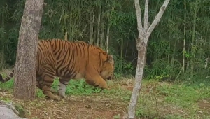 Harimau Sumatera Kyai Batua